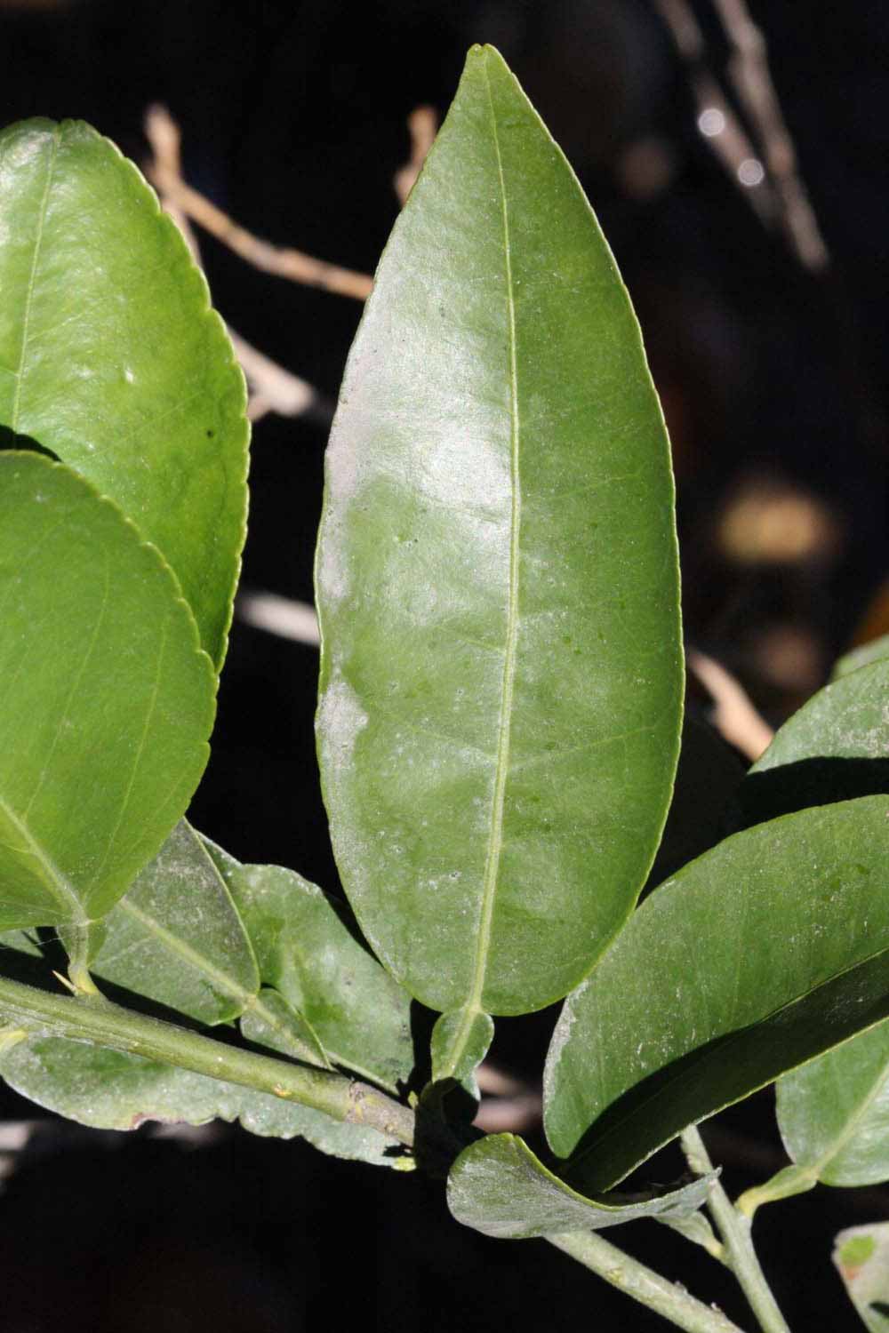              Unifoliolate leaf (Riverside, CA)       